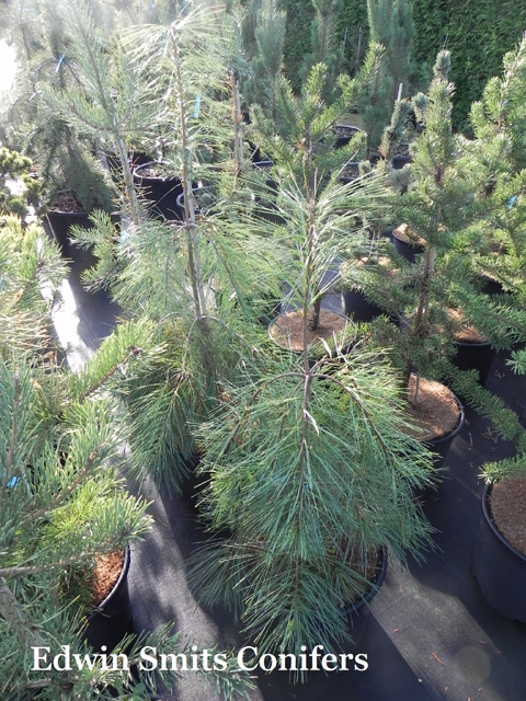 Pinus schwerinii (x) 'Filips Avalanche Falls' (# 6)